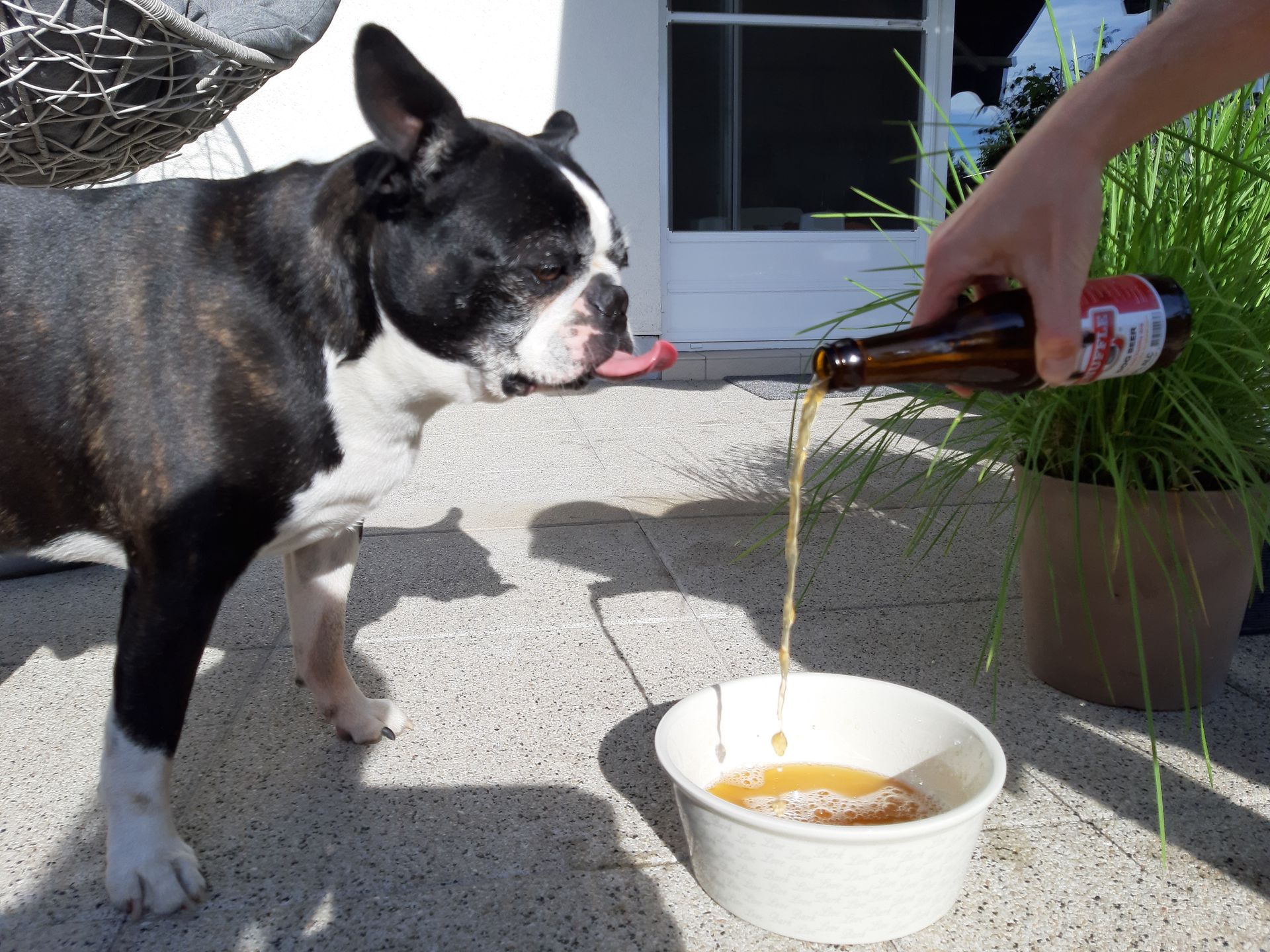 Tołdi i jego napój.