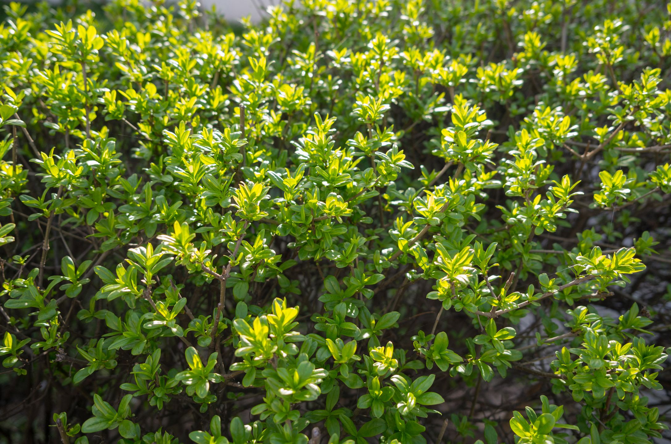 Leica X Vario - test kompaktu klasy premium 10