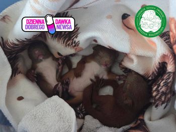 Trzy maleństwa znalezione na cmentarzu. Dziękują pani Julii