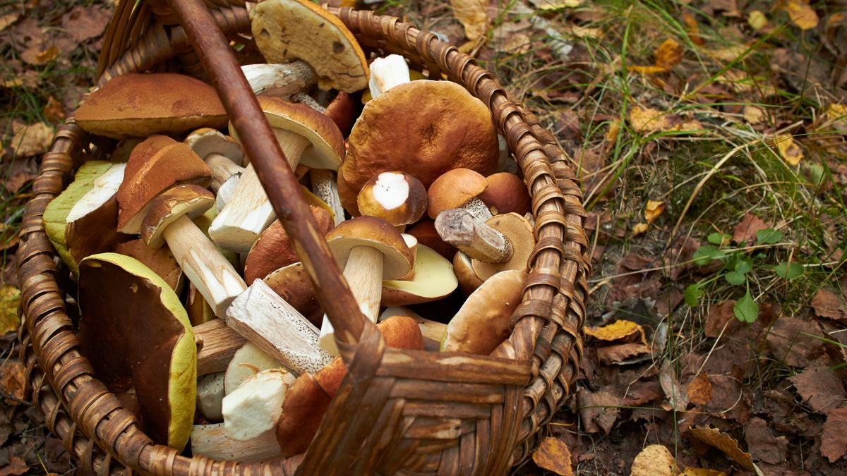 Grzyby zawierają wiele cennych dla zdrowia składników. 