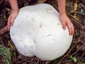 Grzybiarze się o niego biją. Gigantyczny grzyb rośnie właśnie tutaj