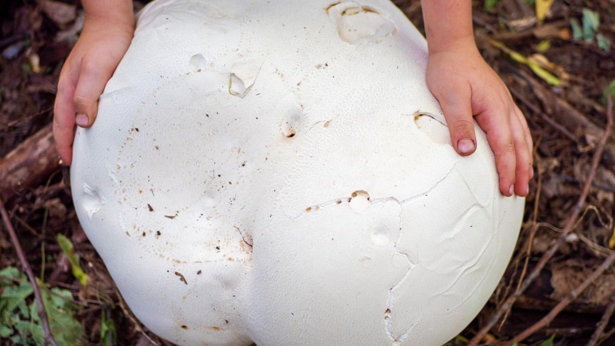 Gdzie można znaleźć czasznicę olbrzymią?