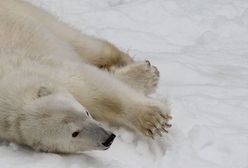 Dieta głodnych niedźwiedzi polarnych