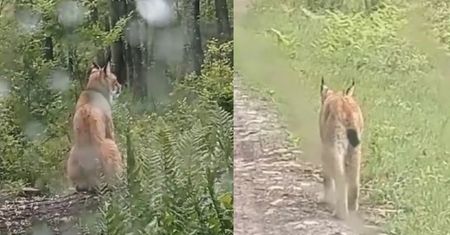 Spotkał go w biały dzień w lesie. "Taka sytuacja należy do rzadkości"