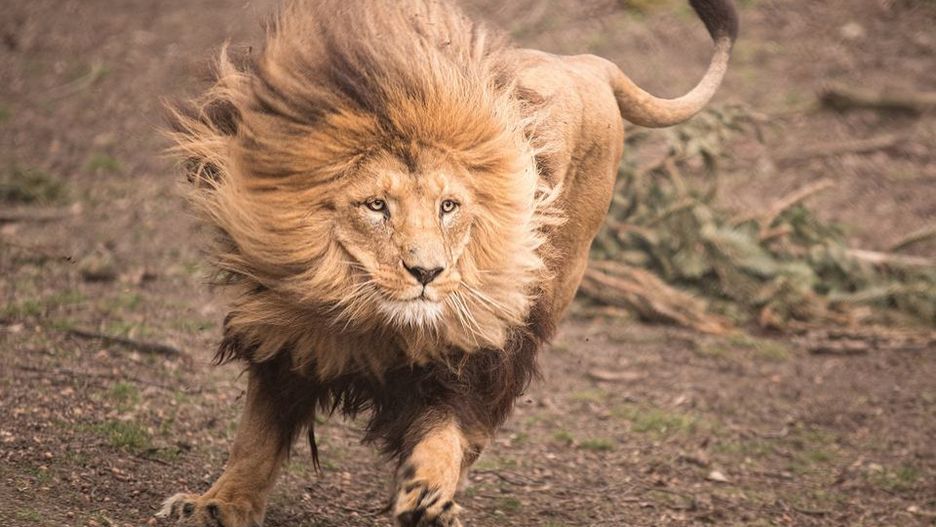 Wrocław. Zabierz ZOO do domu. Surya, Bazuka, Miombo i Borówka w kalendarzu na 2021 rok