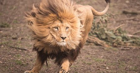 Wrocław. Zabierz ZOO do domu. Surya, Bazuka, Miombo i Borówka w kalendarzu na 2021 rok