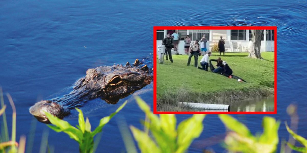 Atak aligatora na Florydzie