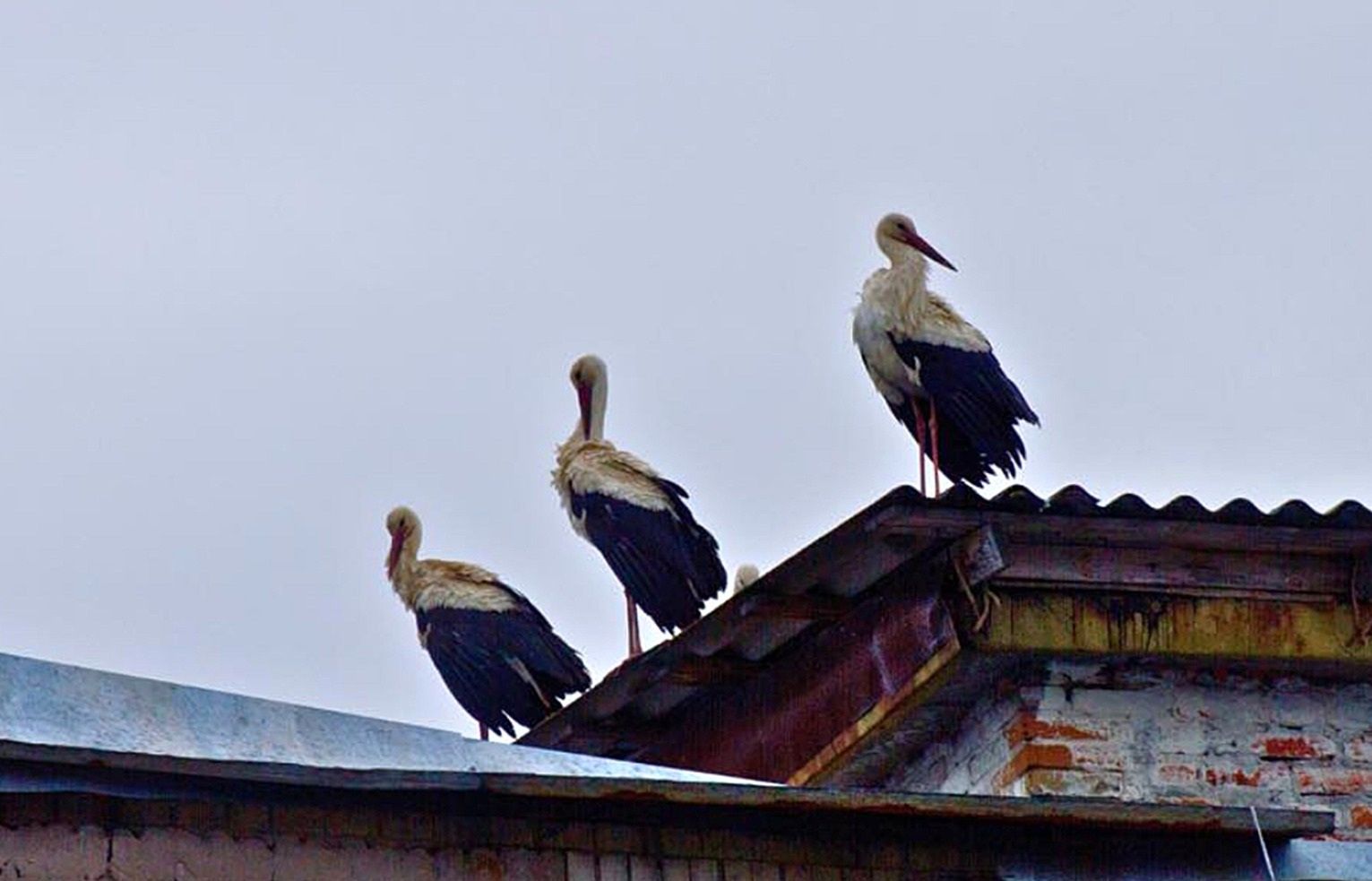 Rzadki widok: bociany przyleciały do Czarnobyla. Po 20 latach zakładają gniazda