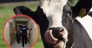 Rajcza: Nocna kradzież krowy. Policja wytropiła sprawców
