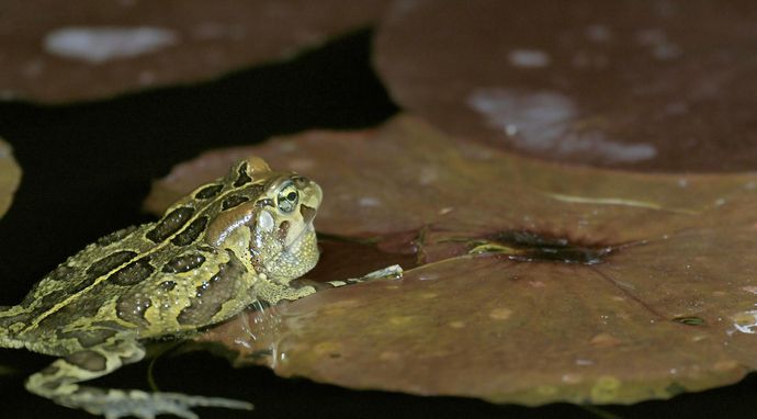 Ikony dzikiej przyrody 2