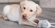 Dlaczego labrador to jedna z najbardziej kochanych ras psów na świecie?