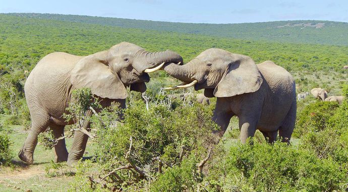 Ikony dzikiej przyrody 2