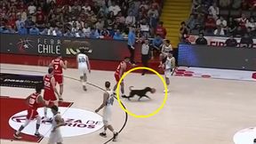 Nie przejmował się tym, że na parkiecie trwa mecz. Zobacz tego "intruza"