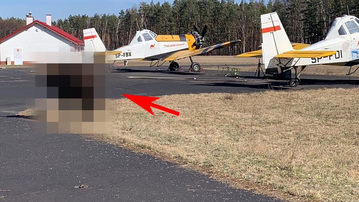 Na teren leśnej bazy lotniczej zawędrował niespodziewany gość.