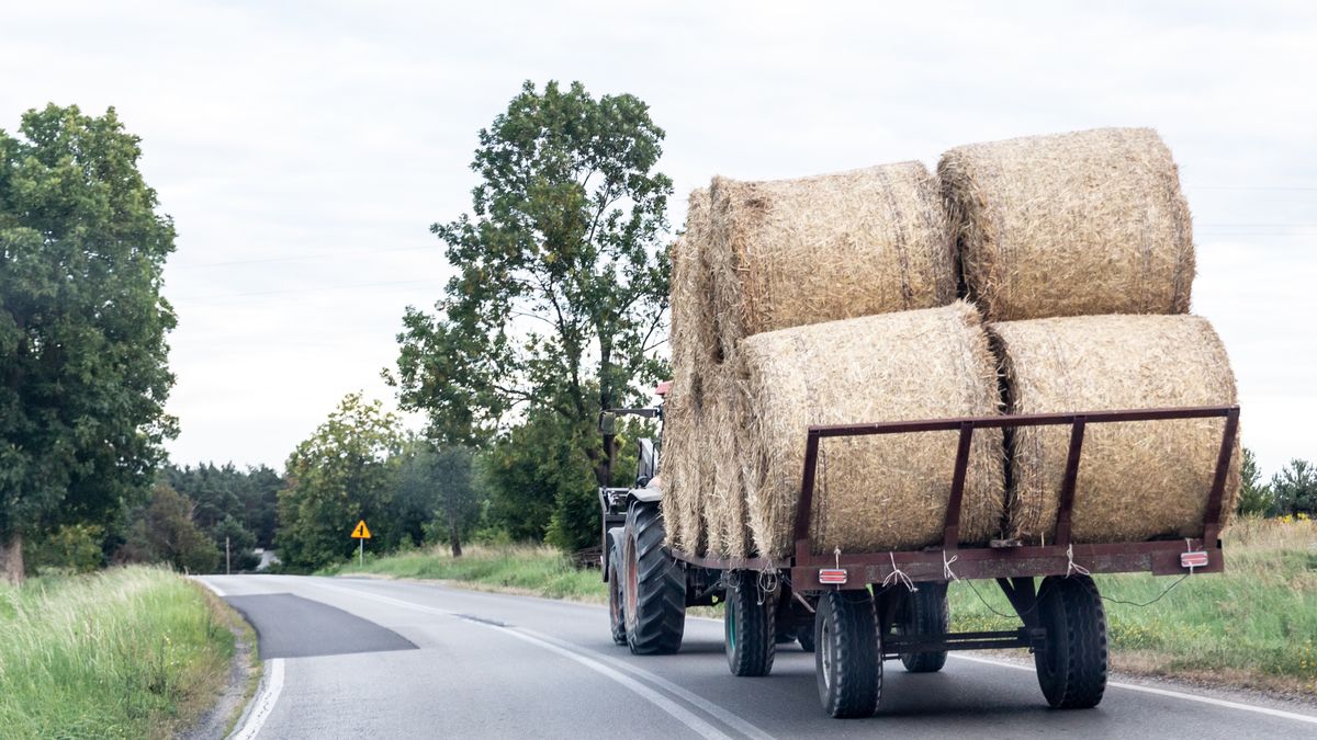 Poor Harvesting Season In Poland
Straw bales are seen on an a tractor in Belchatow, Poland on August 22, 2025. The harvest is drawing to a close. Many farmers say this year's harvest has been delayed due to the weather. As a result, 30 percent of the grain is unfit for human consumption. (Photo by Dominika Zarzycka/NurPhoto via Getty Images)
NurPhoto
belchatow, crops, harvest, agricultural challenges, lodzkie voivodeship, unfit, farming, straw bales, delayed, grain quality, nurphoto, grain, climate impact, setting, colour image, harvest season, human consumption, august 22, farmers, farming equipment, dominika zarzycka