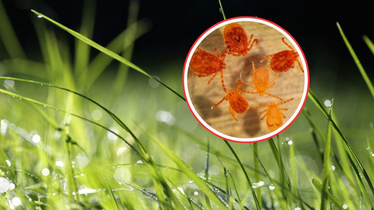 Nowy gatunek kleszcza w Europie