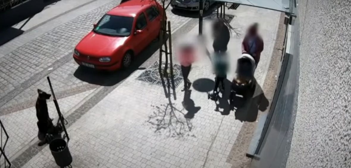 Pies zaatakował 8-latkę