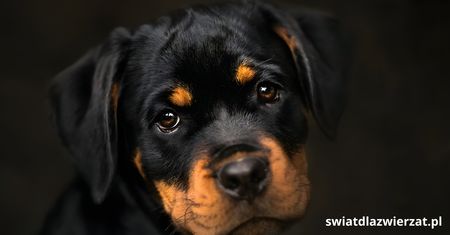 Dlaczego rottweiler bywa agresywny? Analiza przyczyn i kontekst