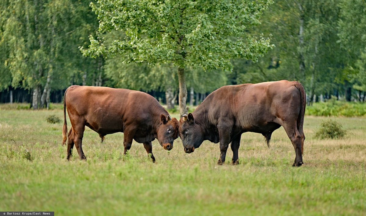 Kilkanaście byków uciekło z gospodarstwa na terenie powiatu nyskiego. Zdjęcie ilustracyjne. 