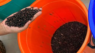 Zna ją każdy. Ta przyprawa przyspiesza spalanie tłuszczu