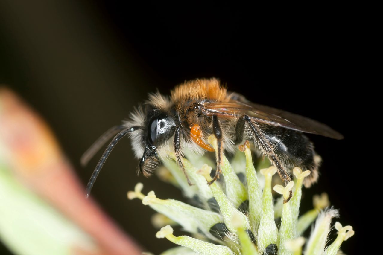 Larwa oleicy krówki przyczepiona do pszczoły