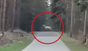 Leśnicy opublikowali nagranie. "To jest sensacja"