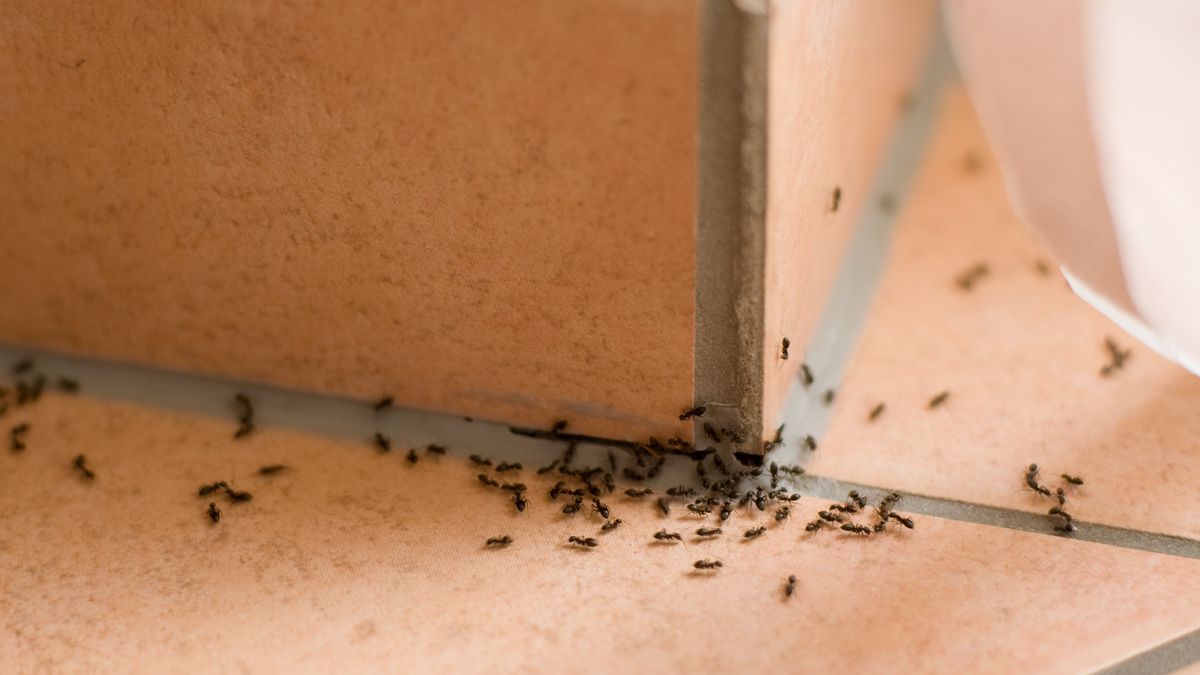 Ants plague
Ants crawling inside of home on the floor
DZM
No People, Epidemic, Crawling, Ant, Insect, Living Room, Domestic Room, House