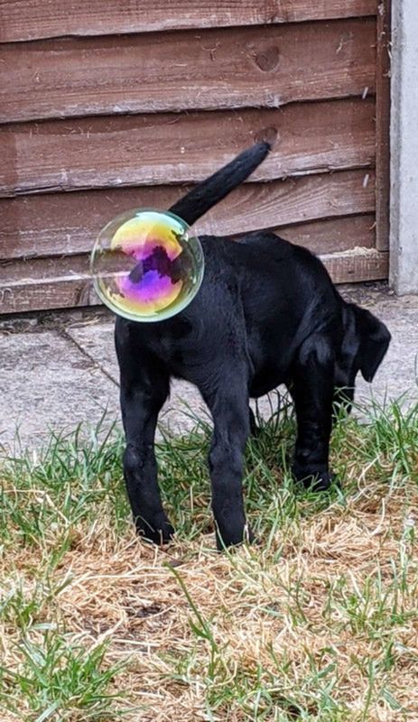 Najzabawniejsze zdjęcia zwierzaków domowych w konkursie Comedy Pet Photo Awards 2021 12