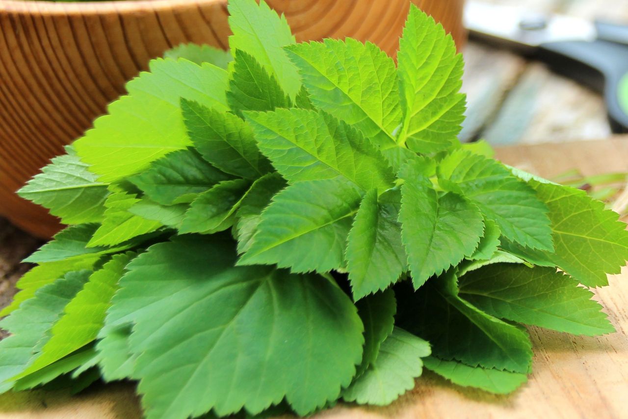 Nasze babcie wiedziały, jaki to skarb, a my mijamy obojętnie. Działa przeciwzapalnie na stawy