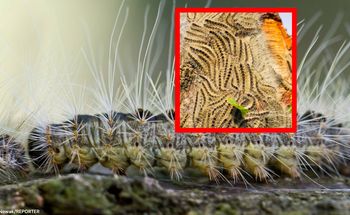 Plaga groźnych gąsienic. Są już w trzech województwach