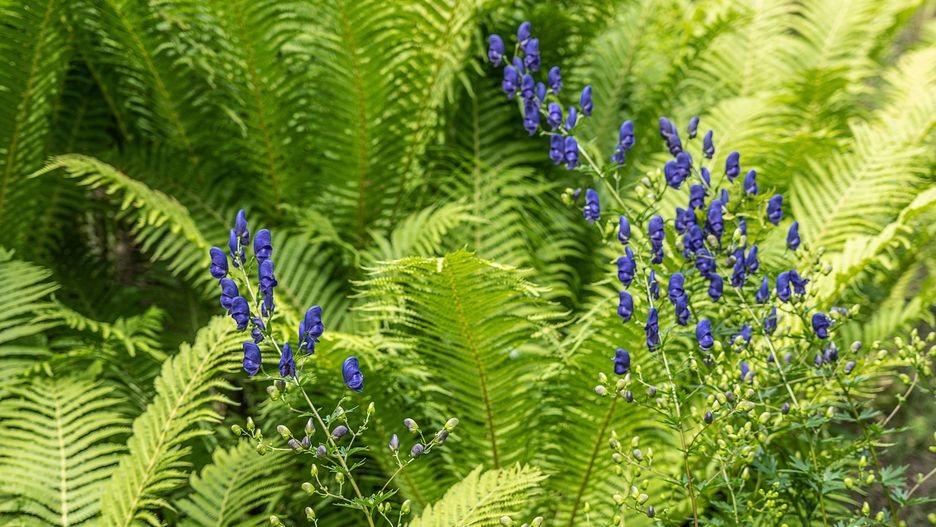 Tojad mocny wśród paproci