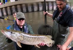 Susza w Europie. Brytyjczycy ratują życie ryb