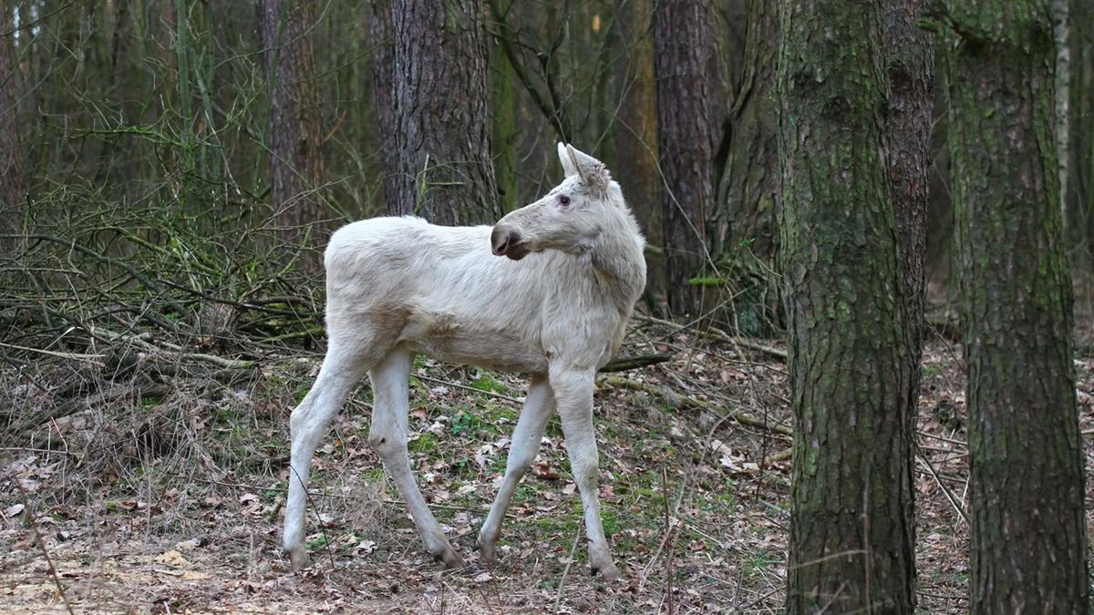 Młody łoszak koloru jasnego.