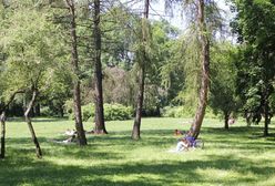 Rzeź drzew na Pradze-Południe. W ciągu 6 lat wycięto ich blisko 7 tysięcy