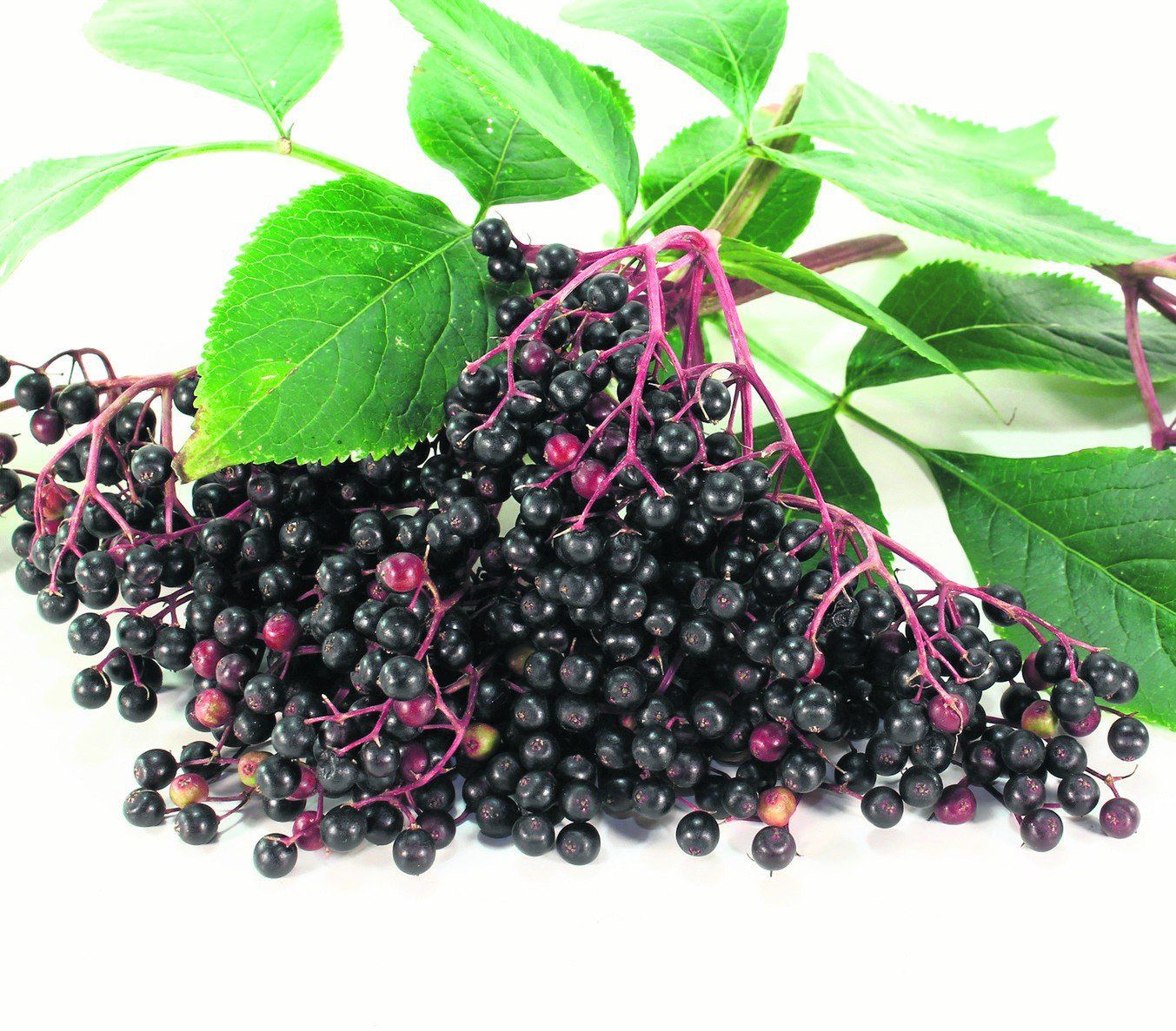 czarny bez