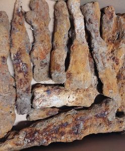 Skarb w lesie koło Hrubieszowa. Odkrywcy zacierają ręce