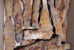 Skarb w lesie koło Hrubieszowa. Odkrywcy zacierają ręce