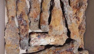 Skarb w lesie koło Hrubieszowa. Odkrywcy zacierają ręce