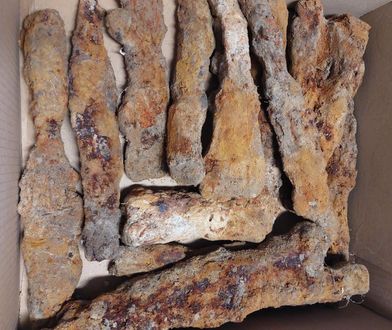 Skarb w lesie koło Hrubieszowa. Odkrywcy zacierają ręce