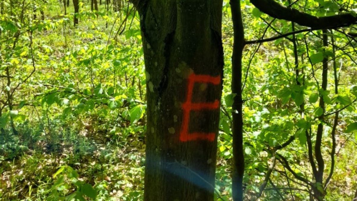 Leśnicy wyjaśnili, co oznacza ten symbol na leśnych drzewach 