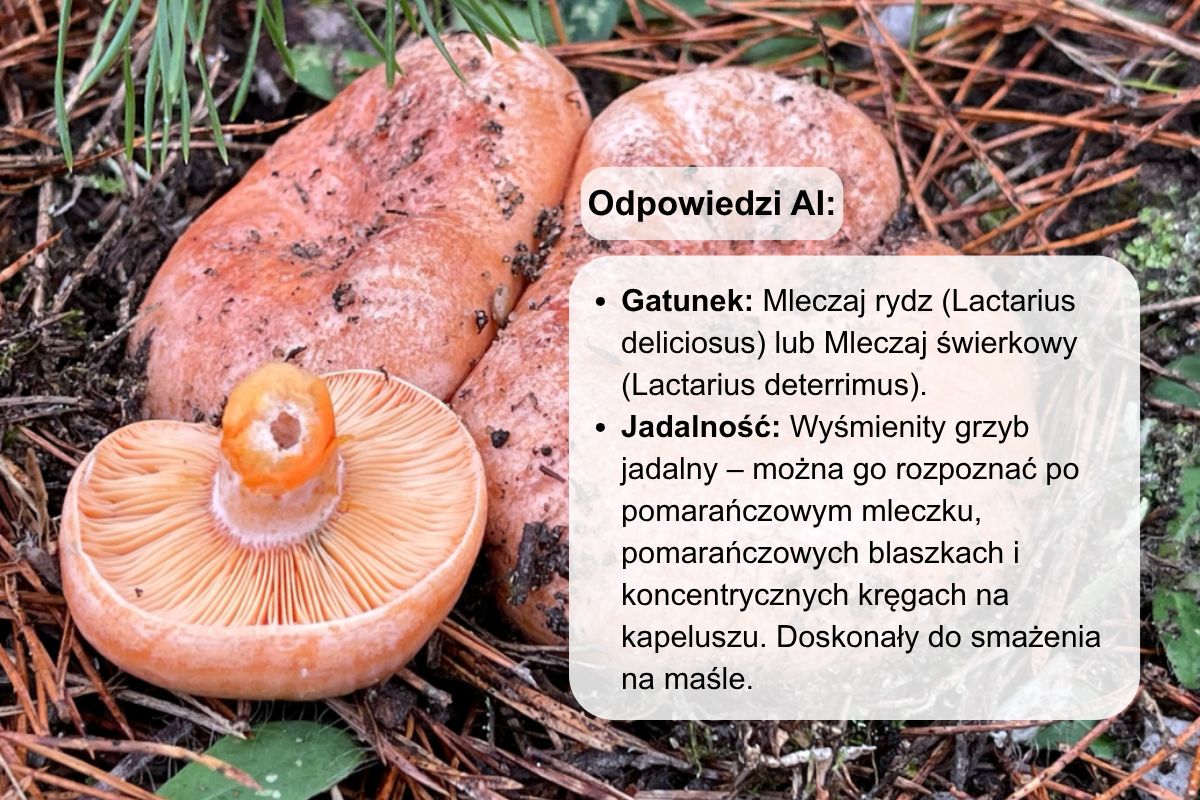 Mleczaj rydz się zgadza, ale niepotrzebnie został dodany świerkowy