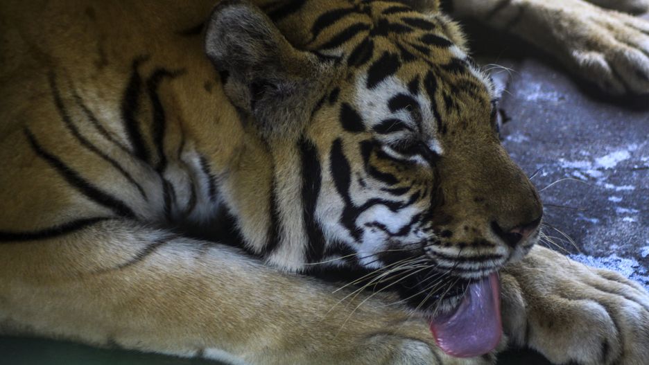NORTH SUMATRA, INDONESIA - FEBRUARY 20, 2020: Sumatran tigers are in the enclosure of the Medan City Zoo. - PHOTOGRAPH BY Kartik Bima / Opn Images/ Barcroft Media (Photo credit should read Kartik Bima / Opn Images/Barcroft Media via Getty Images)