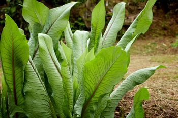 Warzywo-chwast wraca do łask. Możesz uprawiać je nawet na balkonie