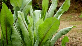 Warzywo-chwast wraca do łask. Możesz uprawiać je nawet na balkonie