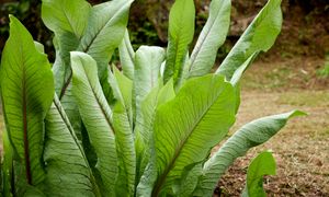 Warzywo-chwast wraca do łask. Możesz uprawiać je nawet na balkonie