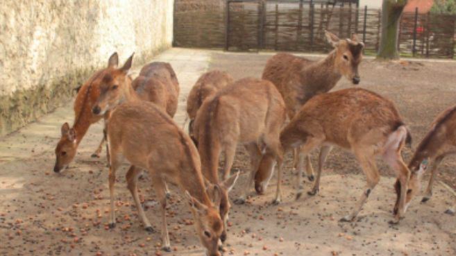 Warszawa. Ziele zwierzaków w zoo ucieszy się z żołędzi i orzeszków, które tradycyjnie warszawiacy dostarczają do placówki. Potrzeba aż 2 tysiące kilogramów żołędzi, 200 kilogramów orzechów włoskich i tyle samo laskowych (Zoo)