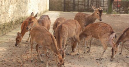 Warszawa. Przysmaki, których pragną makaki. Zoo czeka na orzeszki i żołędzie