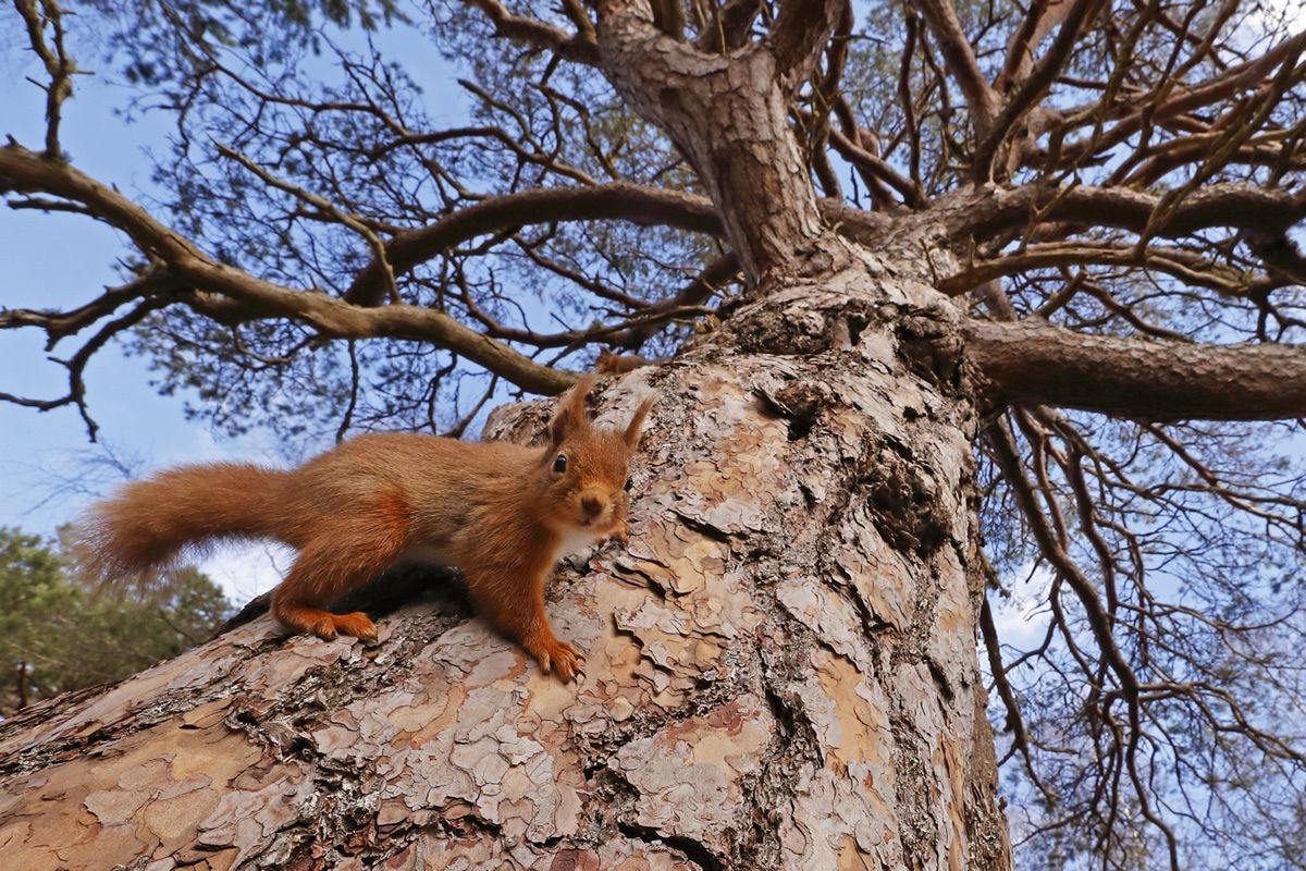 Nietoperz podczas polowania - zwycięskie zdjęcie British Wildlife Photography Awards 2018 12