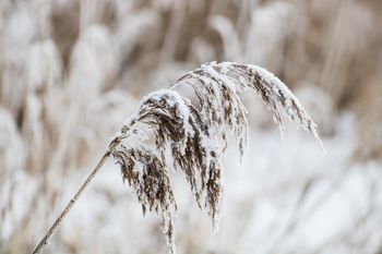 Gmina Brudzeń Duży rozpoczyna szacowanie szkód w uprawach