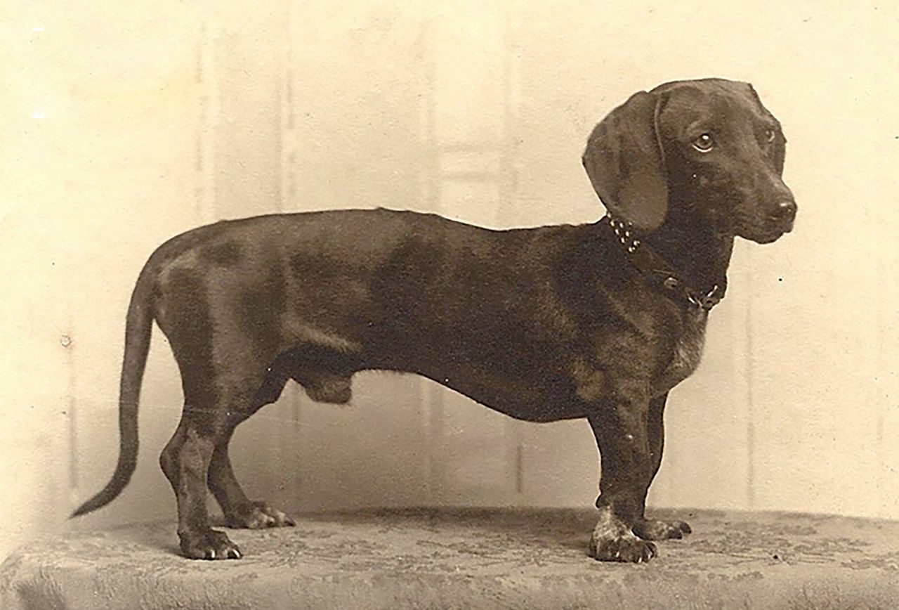 Historyczne zdjęcia ras psów. Tak wyglądały 150 lat temu